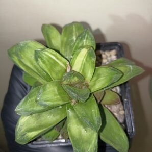 Haworthia Gold Rush Variegata