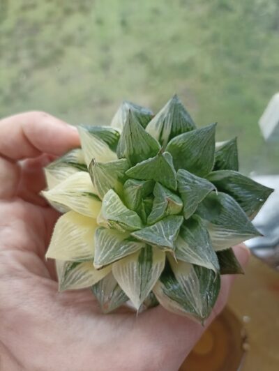 Haworthia Sansenjou Yellow Variegated