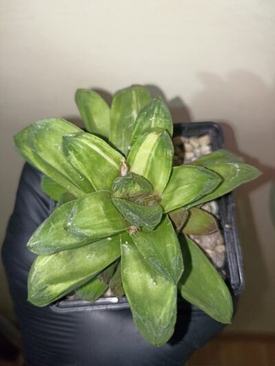Haworthia Gold Rush Variegata