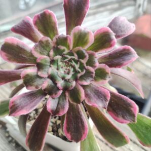 Aeonium ecstasy