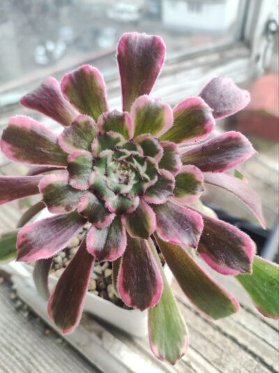 Aeonium ecstasy