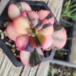 Echeveria primadonna var