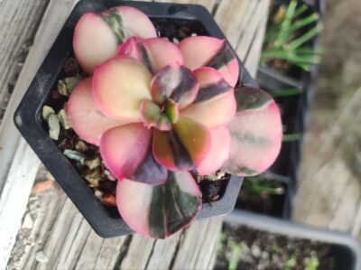 Echeveria primadonna var