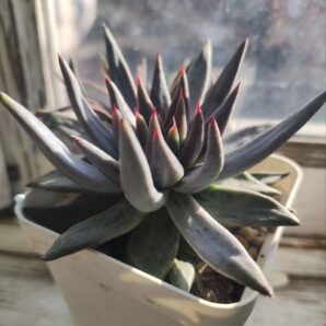 Echeveria unguiculata