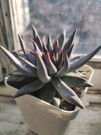 Echeveria unguiculata