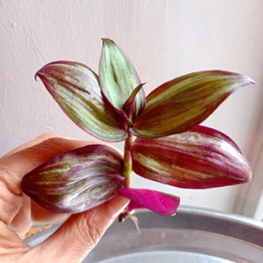 Tradescantia zebrina 'Burgundy'