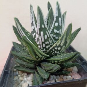 Haworthia Pumila Angel’s Tears