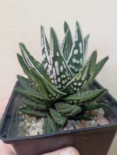 Haworthia Pumila Angel’s Tears