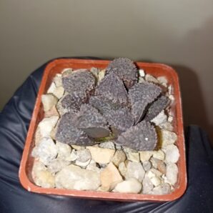 Haworthia Mordor