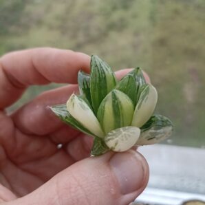 Haworthia Green Lemon Variegated
