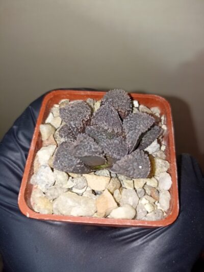 Haworthia Mordor
