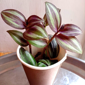 Tradescantia zebrina 'Evanesce'