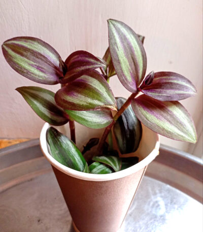 Tradescantia zebrina 'Evanesce'