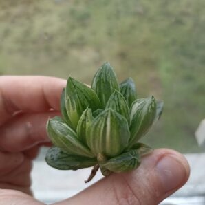 Haworthia Green Lemon Variegated