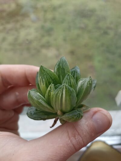 Haworthia Green Lemon Variegated