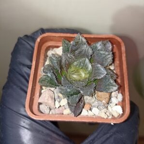 Haworthia Yoroi