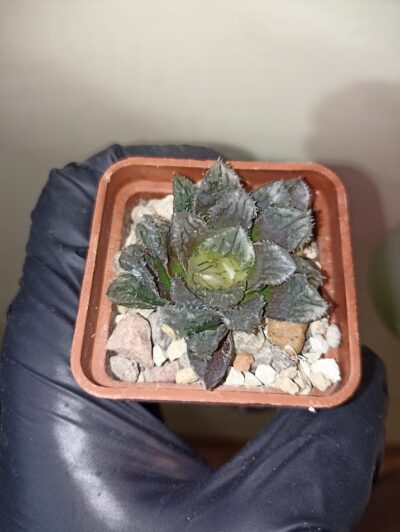 Haworthia Yoroi