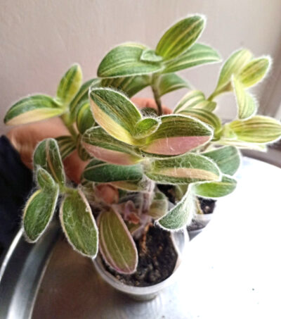 Tradescantia silamontana variegata