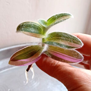 Tradescantia silamontana variegata