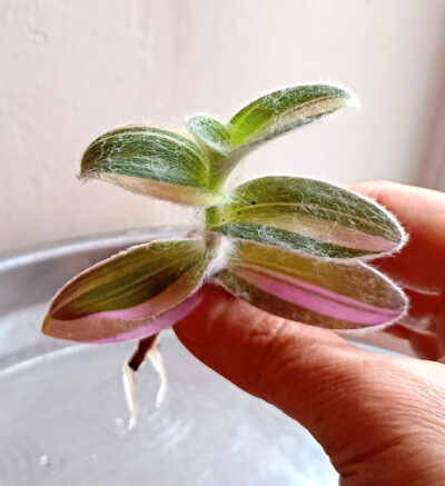 Tradescantia silamontana variegata
