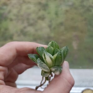 Haworthia Green Lemon Variegated
