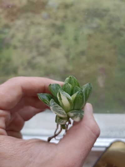 Haworthia Green Lemon Variegated