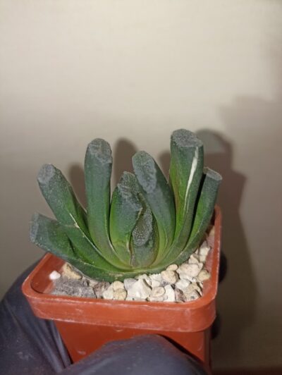 Haworthia Truncata Variegata - Зображення 2