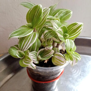 Tradescantia alba