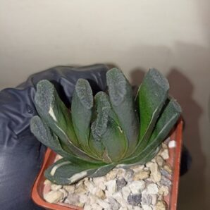 Haworthia Truncata Variegata