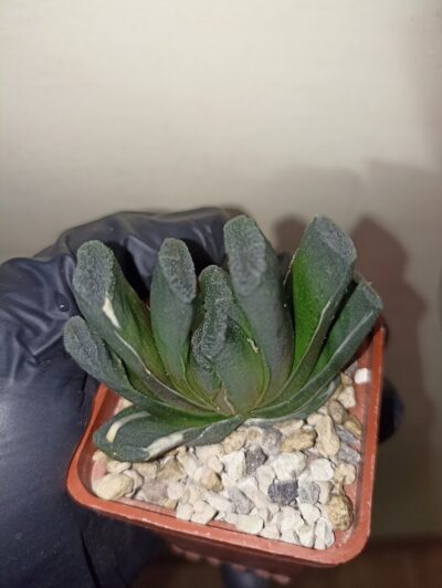 Haworthia Truncata Variegata
