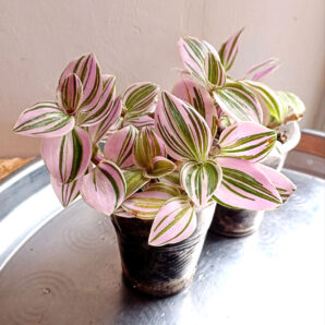 Tradescantia albiflora 'Unicorn'