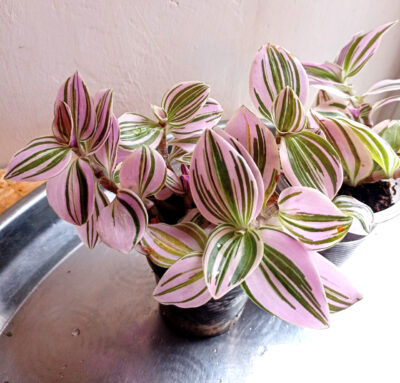 Tradescantia albiflora 'Unicorn'