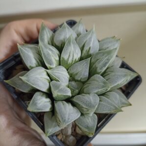 Haworthia Love Heart