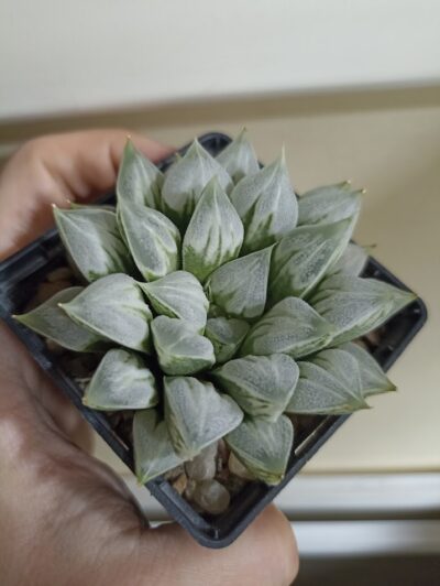 Haworthia Love Heart