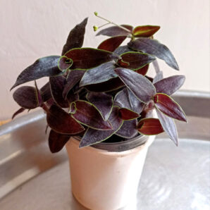 Tradescantia 'Gibasis Jose Puig'