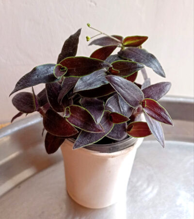 Tradescantia 'Gibasis Jose Puig'