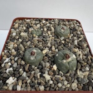 G.K. Lophophora alberto-vojtechii, SLP