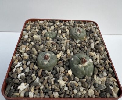 G.K. Lophophora alberto-vojtechii, SLP