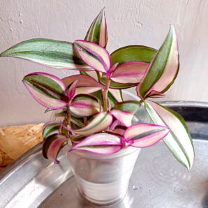 Tradescantia zebrina variegata