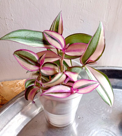 Tradescantia zebrina variegata
