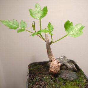 Bursera fagaroides