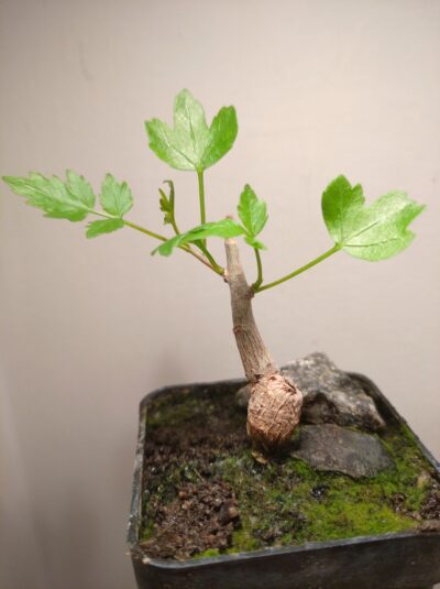 Bursera fagaroides