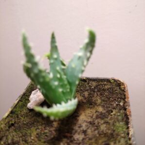 Aloe humilis