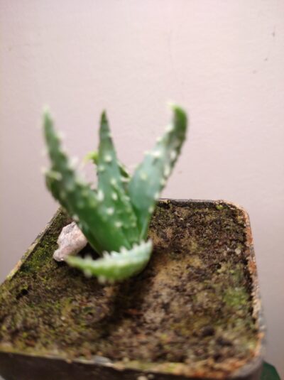 Aloe humilis