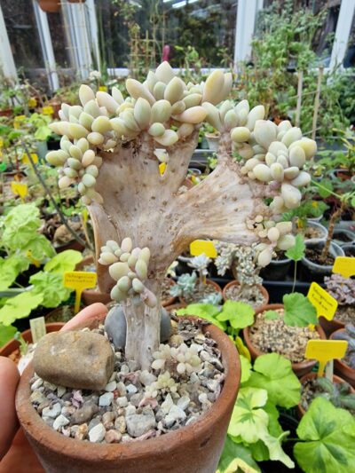 Pachyveria sp. cristata