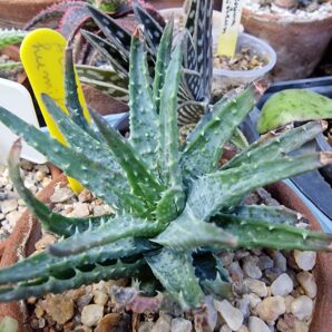 Aloe humilis