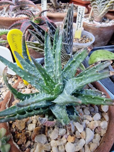Aloe humilis