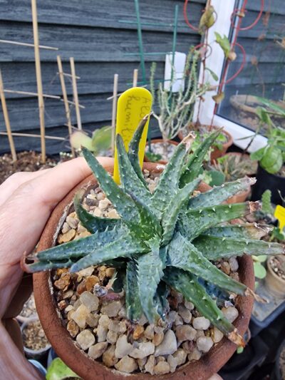Aloe humilis - Зображення 2