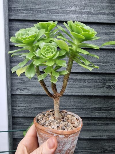 Aeonium Green Cashemir