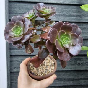 Aeonium Velour